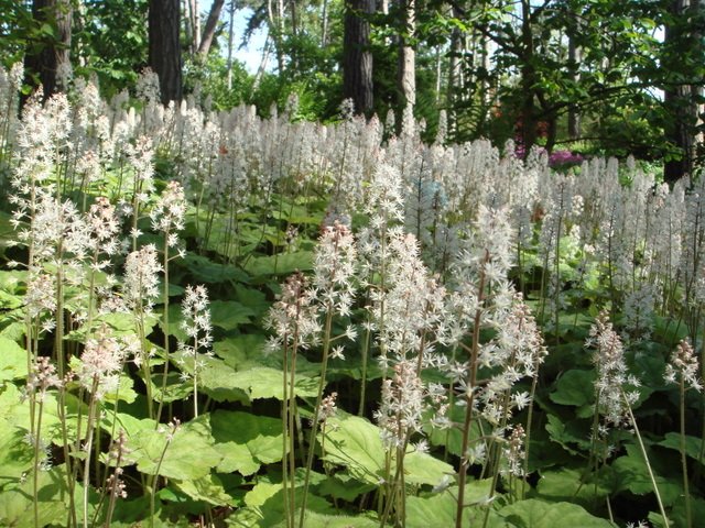 Tiarella cordifolia fleur
